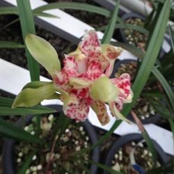 四季常開的極品奇花——水果香蘭，帶兩大芽的養(yǎng)護指南