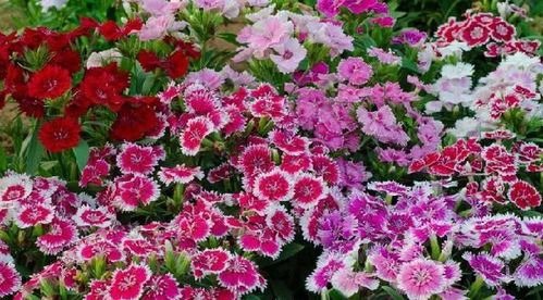 陽臺精品之美國石竹 花香襲人，花態(tài)優(yōu)美的養(yǎng)花入門選擇