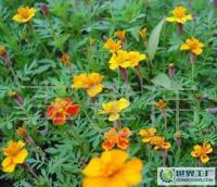 長期供應優(yōu)質草花、苗木、地被，歡迎新老客戶洽談合作