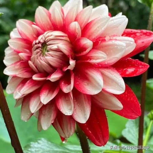 精品大麗花 花開雙色，爭(zhēng)奇斗艷的視覺盛宴